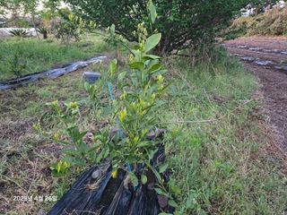 Captain김상곤님의 호박 · 영농일지 작성글 사진
