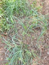 팜모닝 기타작물·영농일지 게시글 이미지