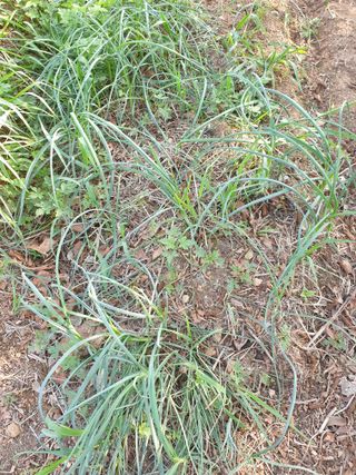 김윤숙님의 기타작물 · 영농일지 작성글 사진