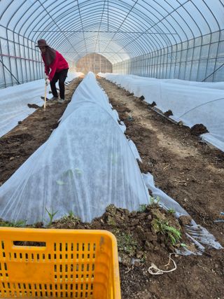 왕자농원님의 고추 · 영농일지 작성글 사진