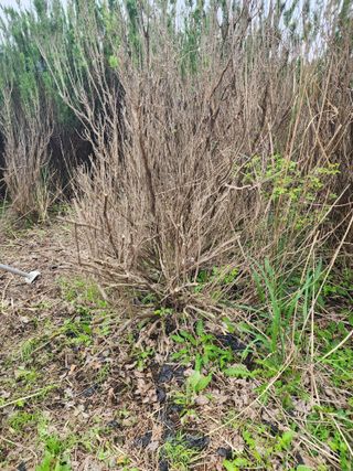 한재범님의 기타작물 · 영농일지 작성글 사진