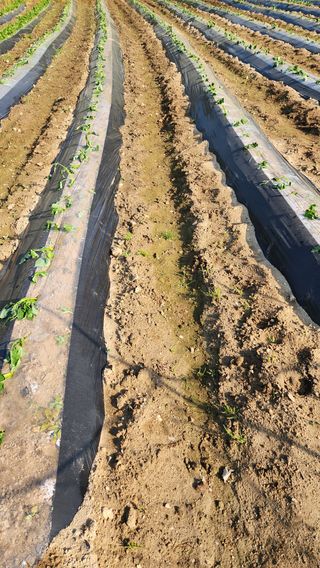 현길01021982님의 기타작물 · 영농일지 작성글 사진