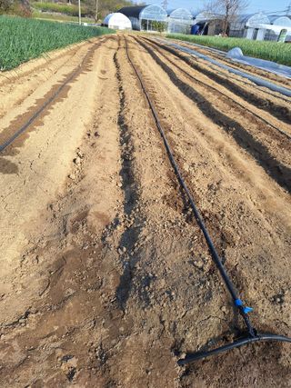 마늘25328님의 기타작물 · 영농일지 작성글 사진