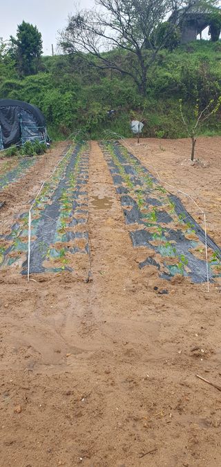 김영진님의 기타작물 · 영농일지 작성글 사진