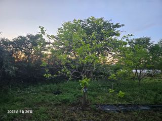 Captain김상곤님의 호박 · 영농일지 작성글 사진