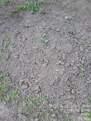 이말분님의 두릅 · 영농일지 작성글 사진