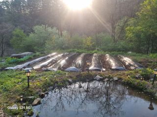 꿈사랑님의 고추 · 영농일지 작성글 사진