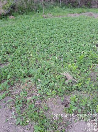 이말분님의 두릅 · 영농일지 작성글 사진