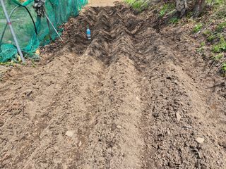 진문거사님의 기타작물 · 영농일지 작성글 사진