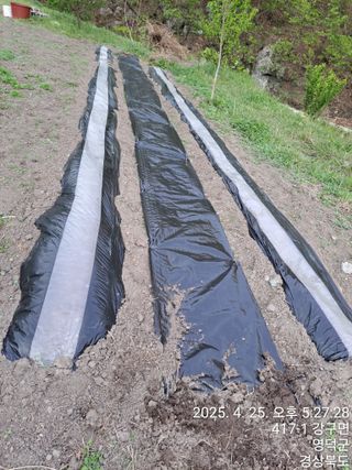 이말분님의 두릅 · 영농일지 작성글 사진