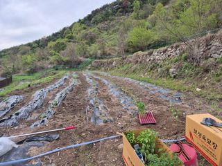 시골농부뜨돌이님의 기타작물 · 영농일지 작성글 사진