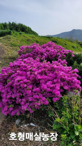 정정치님의 기타작물 · 영농일지 작성글 사진