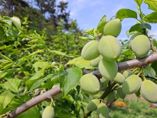 산중과실님의 기타작물 · 영농일지 작성글 사진