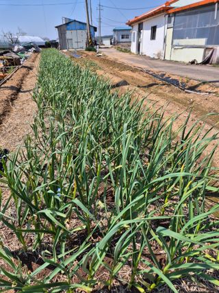 곰새끼님의 기타작물 · 영농일지 작성글 사진