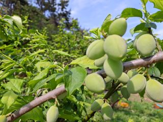 산중과실님의 기타작물 · 영농일지 작성글 사진