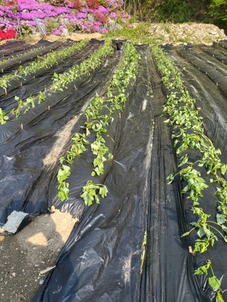 이상욱님의 고구마 · 영농일지 작성글 사진