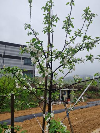 송용찬님의 사과 · 영농일지 작성글 사진