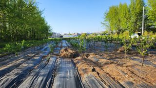 정헌경님의 기타작물 · 영농일지 작성글 사진