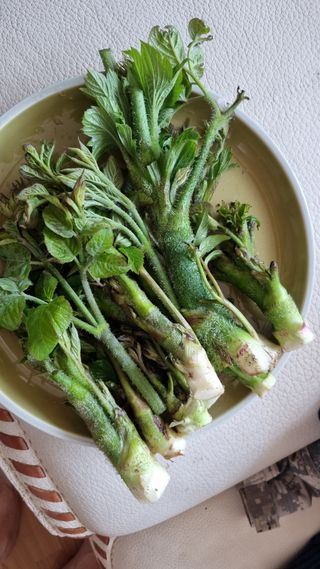 김지철님의 기타작물 · 영농일지 작성글 사진