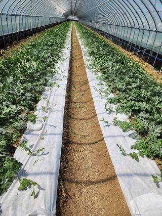 김저팔계님의 기타작물 · 영농일지 작성글 사진