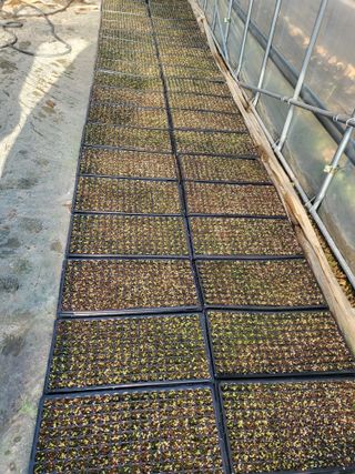 이상욱님의 참깨 · 영농일지 작성글 사진