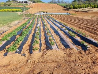 강순옥님의 감자 · 영농일지 작성글 사진