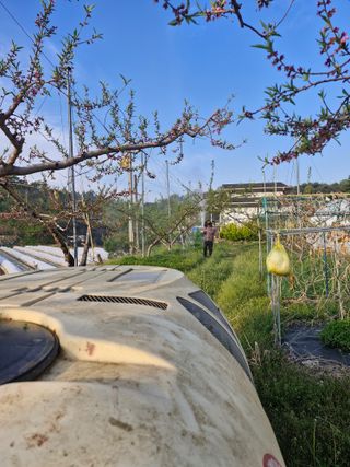 백운농원 님의 기타작물 · 영농일지 작성글 사진