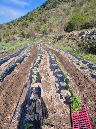 시골농부뜨돌이님의 기타작물 · 영농일지 작성글 사진