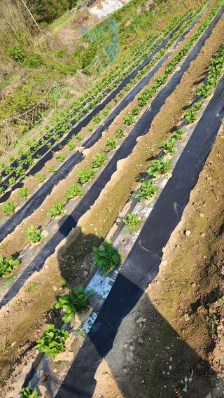 현길01021982님의 기타작물 · 영농일지 작성글 사진