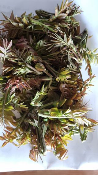 김지철님의 기타작물 · 영농일지 작성글 사진