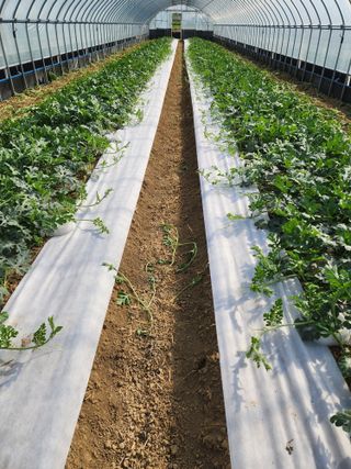 김저팔계님의 기타작물 · 영농일지 작성글 사진