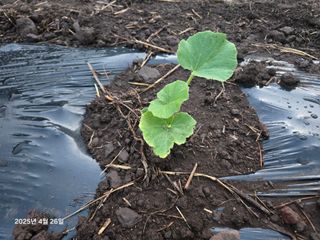 Captain김상곤님의 호박 · 영농일지 작성글 사진