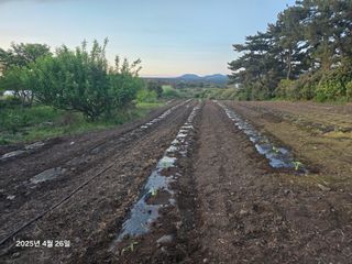 Captain김상곤님의 호박 · 영농일지 작성글 사진
