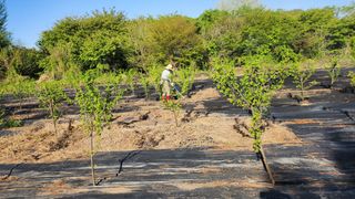 정헌경님의 기타작물 · 영농일지 작성글 사진