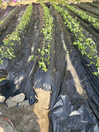 이상욱님의 고구마 · 영농일지 작성글 사진