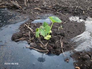 Captain김상곤님의 호박 · 영농일지 작성글 사진