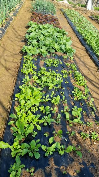 김지철님의 기타작물 · 영농일지 작성글 사진