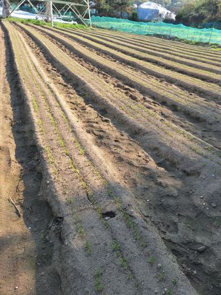 마늘25328님의 기타작물 · 영농일지 작성글 사진