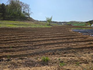 이기연님의 양배추 · 영농일지 작성글 사진