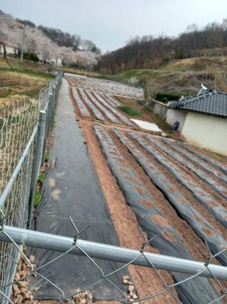 전진욱님의 참깨 · 영농일지 작성글 사진