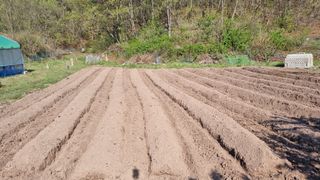 의성촌놈님의 기타작물 · 영농일지 작성글 사진