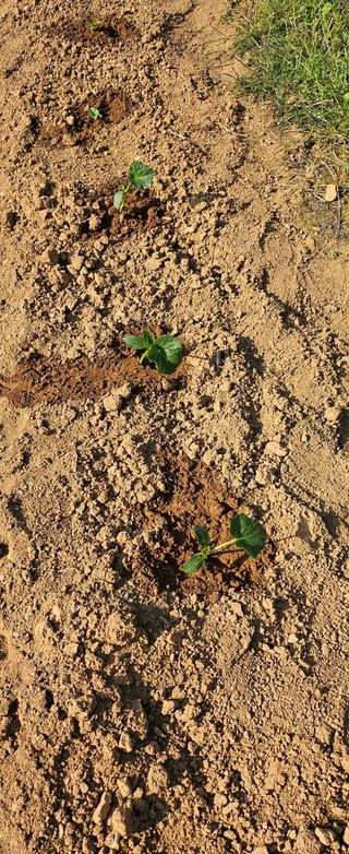 김윤오님의 오이 · 영농일지 작성글 사진