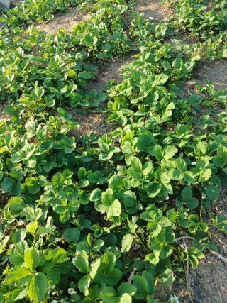 이영숙님의 토마토 · 영농일지 작성글 사진