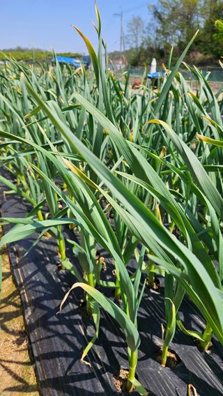 이순정님의 마늘 · 영농일지 작성글 사진