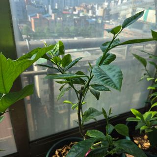 필라댄스농부님의 기타작물 · 영농일지 작성글 사진