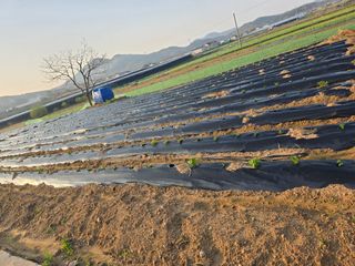 이행순님의 기타작물 · 영농일지 작성글 사진