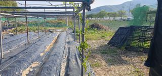 박상중님의 복숭아 · 영농일지 작성글 사진