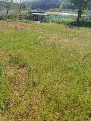 건강한 먹거리 추구님의 고구마 · 영농일지 작성글 사진