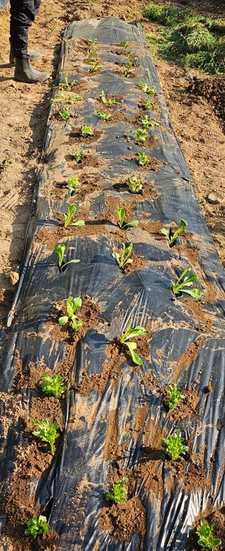 김윤오님의 상추 · 영농일지 작성글 사진