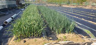 박상중님의 복숭아 · 영농일지 작성글 사진